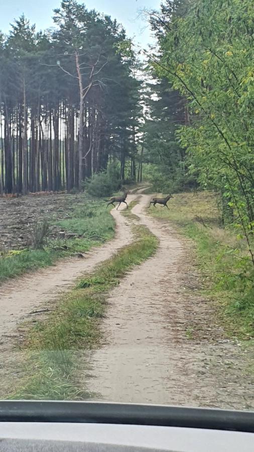 Domki Przy Obrze Skwierzyna المظهر الخارجي الصورة